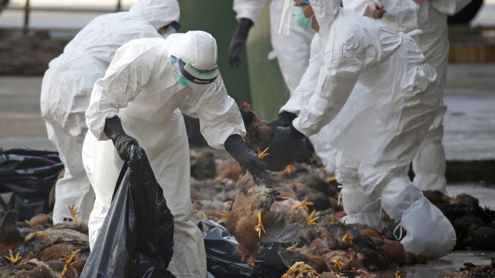 First study of human transmission of new bird flu raises worries