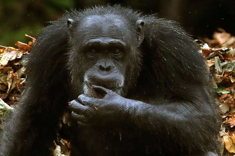 Chimpanzees’ Gestural Communication Follows Same Laws as Human Language: Study